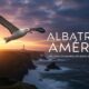 albatross america