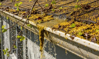 How Spring Pollen and Organic Buildup Affect Roof Drainage