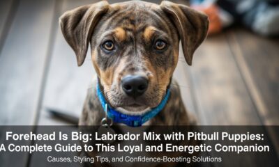 Labrador mix with pitbull puppies