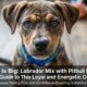 Labrador mix with pitbull puppies