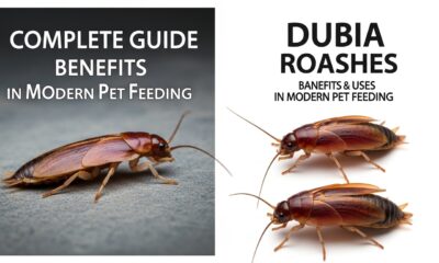 Dubia roaches