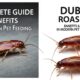 Dubia roaches