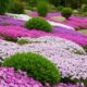 Creeping phlox